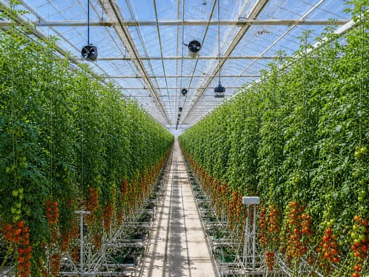 Mature high-wire tomato crop and climate-control systems inside an enormous commercial multi-span glasshouse