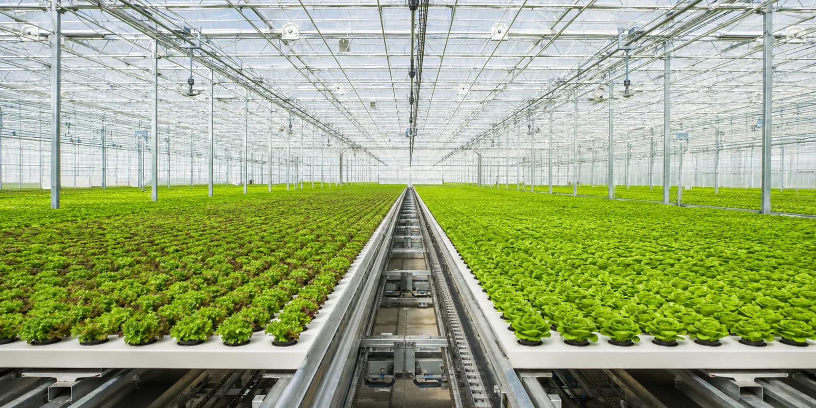 Commercial leafy greens growing on automated moving cultivation panels inside a vast high-tech glasshouse