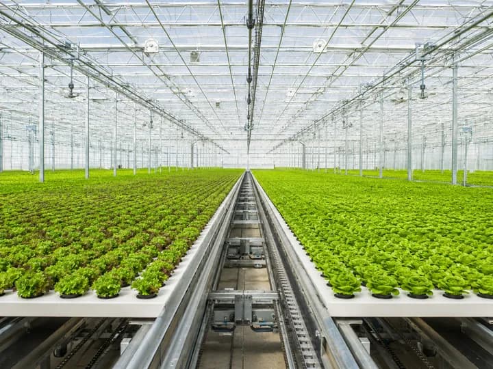 Commercial leafy greens growing on automated moving cultivation panels inside a vast high-tech glasshouse